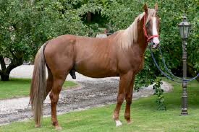 Cede-saillie-HANDY-BOURBON-(Kaisy-Dream--Vendetta-Bourbon-par-Love-You)-0