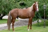 Cede-saillie-HANDY-BOURBON-(Kaisy-Dream--Vendetta-Bourbon-par-Love-You)-0