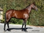 Vends-saillie-INOUI-DANICA-(Boccador-de-Simm--Sellina-Blue-par-Imoko)-0