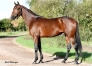 Vends-saillie-JEAN-BALTHAZAR-(Alto-de-Viette--Dynamite-des-Vaux-par-Saxo-de-Vandel)-0