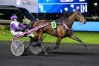 Vends-saillie-KSAR-(Follow-You--Tes-Amours-par-Goetmals-Wood)-0