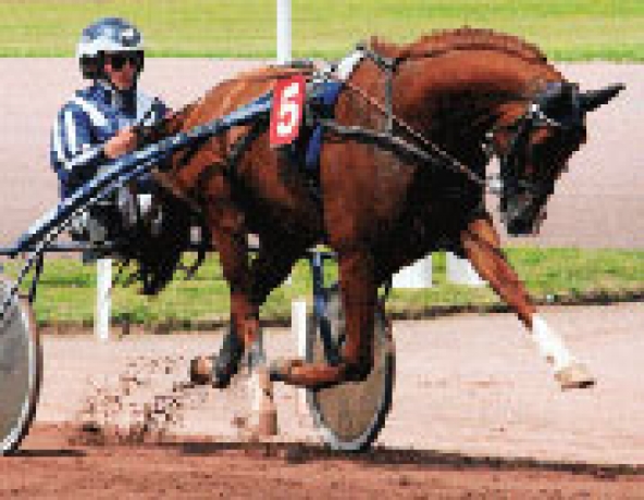 Vends-saillie-ROC-MESLOIS-(Look-de-Star--Heroique-Mesloise-par-Blue-Dream)