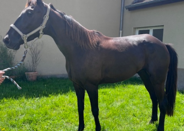 TROTTEUR-FRANCAIS-HONGRE-NE-EN-2029-1
