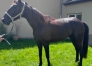 TROTTEUR-FRANCAIS-HONGRE-NE-EN-2029-1