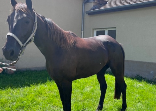 TROTTEUR-FRANCAIS-HONGRE-NE-EN-2029-0