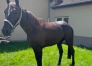 TROTTEUR-FRANCAIS-HONGRE-NE-EN-2029-0