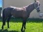TROTTEUR-FRANCAIS-HONGRE-NE-EN-2029-2