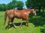 Jument-par-Boccador-de-Simm-saillie-par-Bold-Eagle-0