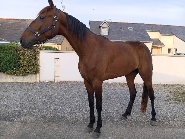 a-vendre-ou-a-louer---Nina-des-Touches