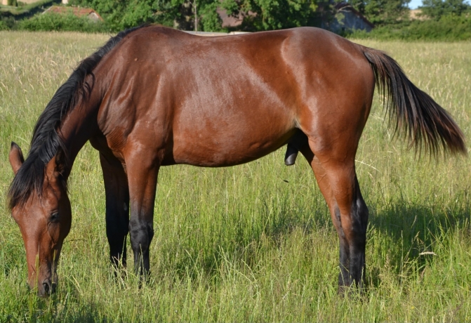 Vend-yearling-Pacte-secret-(koctel-du-dain-valley-dream)
