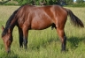 Vend-yearling-Pacte-secret-(koctel-du-dain-valley-dream)-2