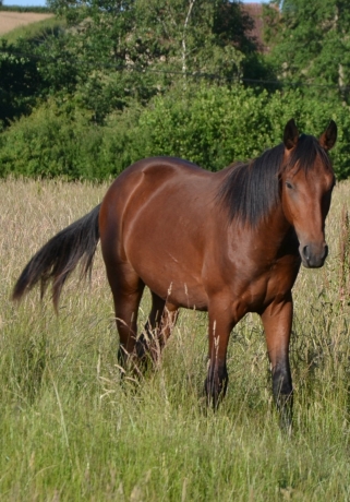 Vend-yearling-Pacte-secret-(koctel-du-dain-valley-dream)-1