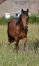 Vend-yearling-Pacte-secret-(koctel-du-dain-valley-dream)-0