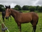 Vend-pouliche-
