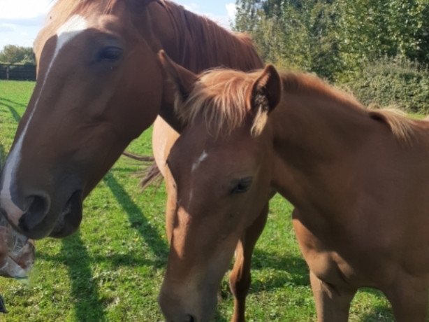Gnaque-Pouliniere-Trotteuse