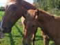 Gnaque-Pouliniere-Trotteuse-0