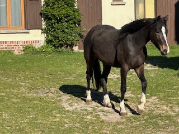 beau-poulain-par-dragon-du-fresne-et-Gypsie-d--Amaro-par-rapide-du-bois-0