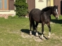 beau-poulain-par-dragon-du-fresne-et-Gypsie-d--Amaro-par-rapide-du-bois-0
