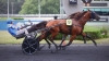 SAILLIE-DE-MAT-MANATHIS-CONTRE---PRIME-ELEVAGE-0