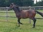 Vends-Promesse-Mijack-1