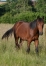 Part-de-Yearling-2