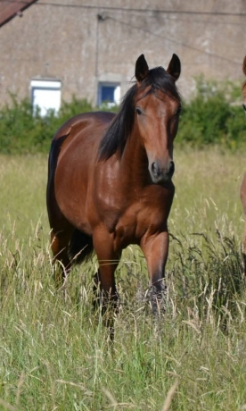 Part-de-Yearling-1