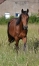Part-de-Yearling-1