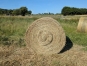 Foin-de-l--annee-1