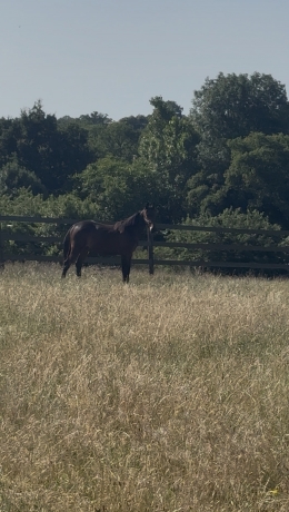 Yearlings-male-et-femelle
