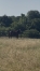 Yearlings-male-et-femelle-0