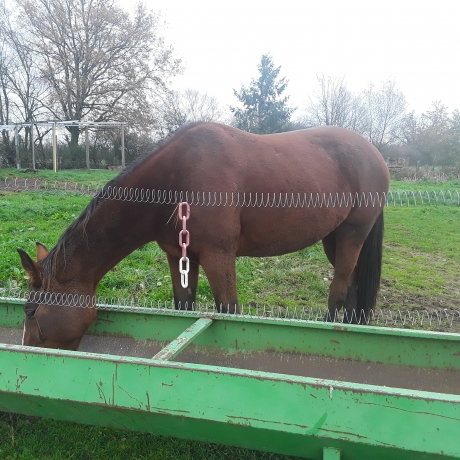 Location-pouliniere-trotteur