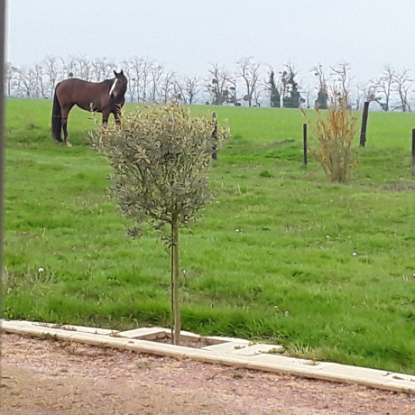 Location-pouliniere-trotteur-0