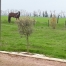 Location-pouliniere-trotteur-0