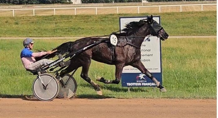 Hongre-N-qualifie-pret-a-courir-0