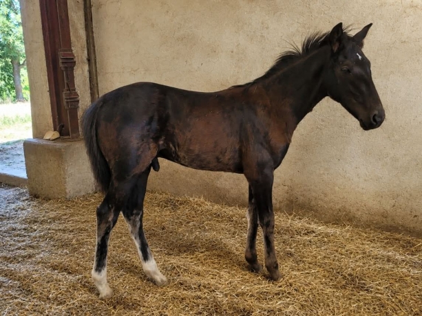 Foal-par-Kanada