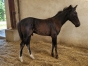 Foal-par-Kanada-0