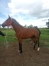 Cessation-d’activite-pour-raison-de-sante-cede-pouliniere--foal--yearling-et-cheval-a-l’entrainement-3