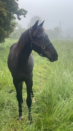 Cessation-d’activite-pour-raison-de-sante-cede-pouliniere--foal--yearling-et-cheval-a-l’entrainement-2