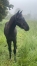 Cessation-d’activite-pour-raison-de-sante-cede-pouliniere--foal--yearling-et-cheval-a-l’entrainement-2