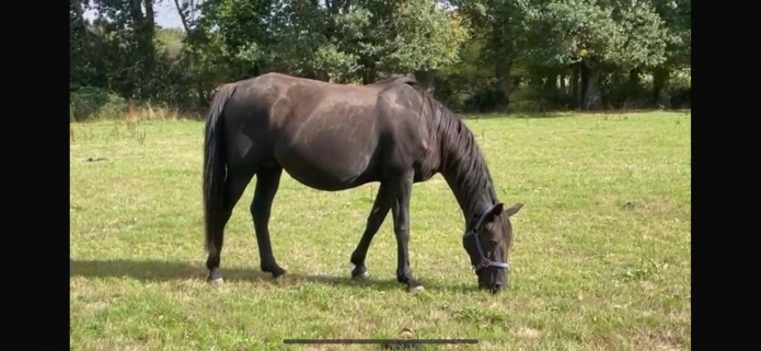 Cessation-d’activite-pour-raison-de-sante-cede-pouliniere--foal--yearling-et-cheval-a-l’entrainement-1