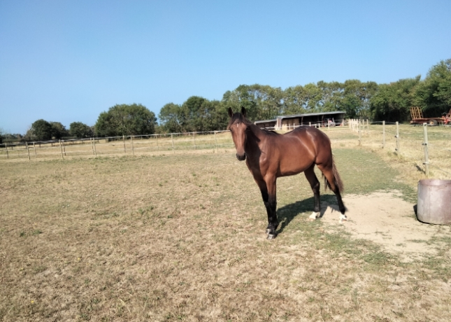 Vends-poulain-P-par-Ecu-Pierji