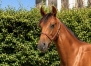 Promesse-d’Atout-par-Gu-d’Heripre-famille-classique-1
