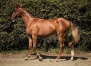 Promesse-d’Atout-par-Gu-d’Heripre-famille-classique-0