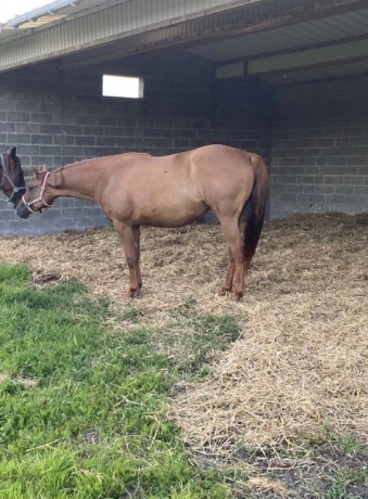 Pouliniere-par-timoko
