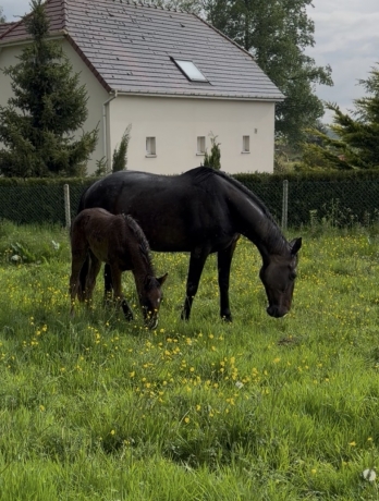 Pouliniere-par-timoko-0