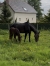 Pouliniere-par-timoko-0