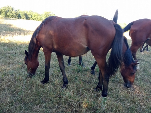VENDS-10--POULICHE-DE-14-MOIS-3