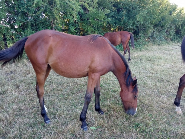 VENDS-10--POULICHE-DE-14-MOIS