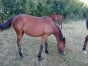 VENDS-10--POULICHE-DE-14-MOIS-2