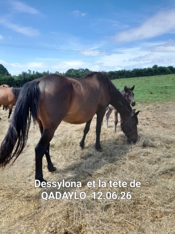 POULINIERE-1ere-categorie-0